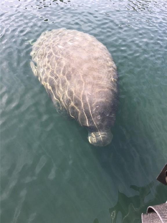 Homosassa Shores Property Information 10021 W Halls River Road